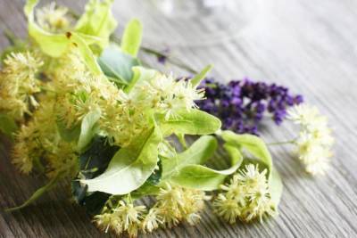 Цветки долгожителя: почему стоит пить осенью чай с липой