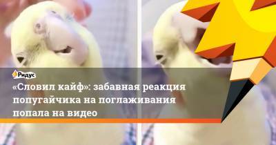 «Словил кайф»: забавная реакция попугайчика на поглаживания попала на видео