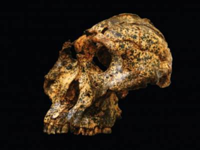 В Африке нашли череп "двоюродного брата" человека, которому 2 миллиона лет