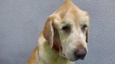 Изверг до полусмерти покалечил собаку в Запорожье: состояние ее тяжелое – потеряла 2 глаза