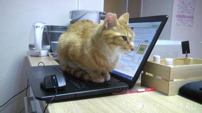 В Сети появилось приложение для перевода с кошачьего языка