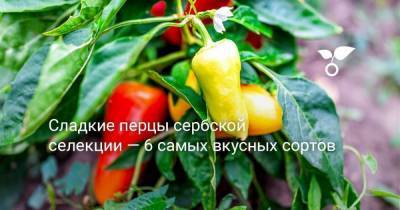 Сладкие перцы сербской селекции — 6 самых вкусных сортов