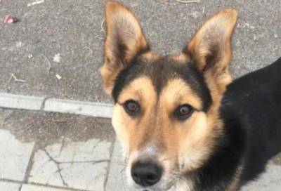 В Новосибирске неизвестные закинули пса в электричку и убежали