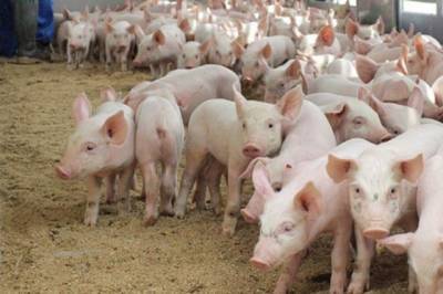 В Хабаровском крае осталось два очага африканской чумы свиней