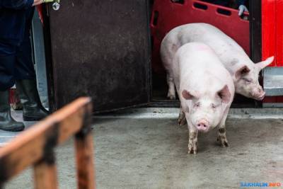 "Мерси Агро Сахалин" решило разобраться с состоянием домиков для свиней