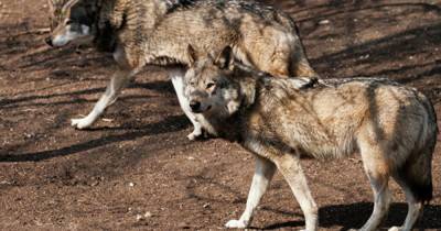 Два последних волка остались в лесах под Тамбовом