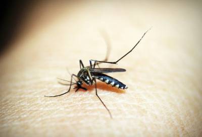 Эпидемиолог рассказала, сколько коронавирус живет в комарах