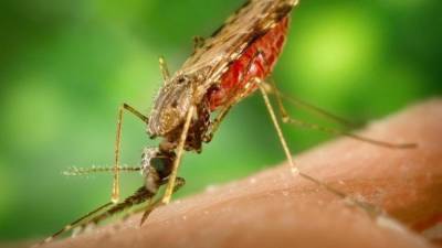 Роспотребнадзор рассказал о влиянии коронавируса на комаров