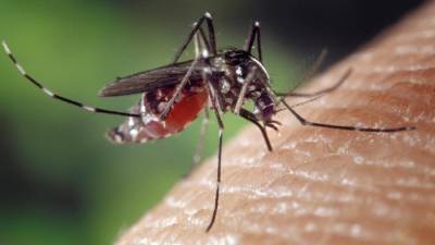 В Роспотребнадзоре рассказали о сроке жизни коронавируса в комарах