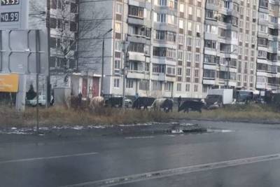 По улицам Ярославля гуляют коровы