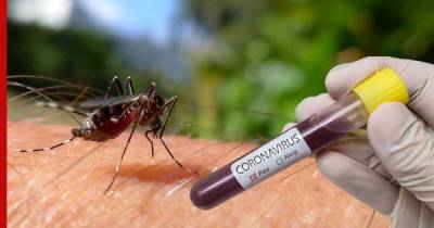 Стало известно, как долго коронавирус живет в комарах