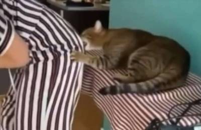Никогда не поворачивайтесь спиной к кошкам! (1 фото + 1 видео)