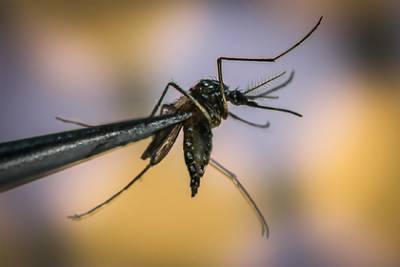 В Роспотребнадзоре назвали срок жизни коронавируса в комарах