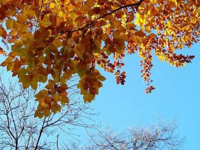 Синоптик: 11 ноября в Украине ожидается сухая погода, похолодание усилится