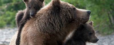 В столице Камчатки встреча мужчины с медведицей закончилась травмой головы