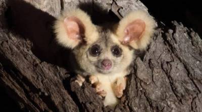 В Австралии обнаружили два новых вида милых ушастиков (Фото)