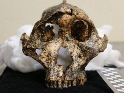 Австралийские ученые нашли череп предка человека, жившего 2 миллиона лет назад