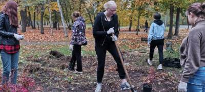 Власти Петрозаводска считают, что в городе соблюдается баланс между ликвидацией опасных деревьев и озеленением
