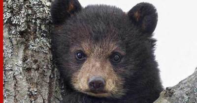 Медвежонок пробрался на территорию российского завода: видео