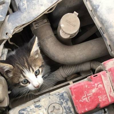 Холодная погода добавила автомобилистам заботу – искать в машине котиков