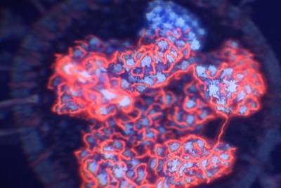 Ученые впервые показали, что скрывается внутри коронавируса