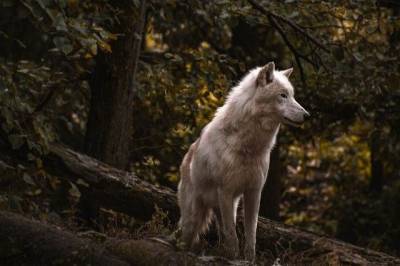 В лесах Тамбовской области остались последние два волка