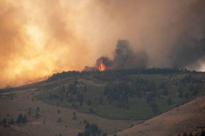 Убытки от пожаров на Луганщине считают миллиардами гривен: как теперь восстановить леса
