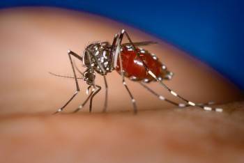 Назван срок "жизни" коронавируса в комарах