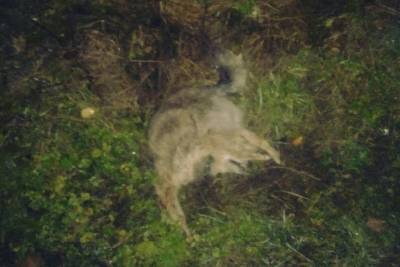 В Ярославской области полиция просит помочь в розыске живодера убившего пса