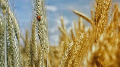 США предсказали России мировое лидерство по экспорту пшеницы