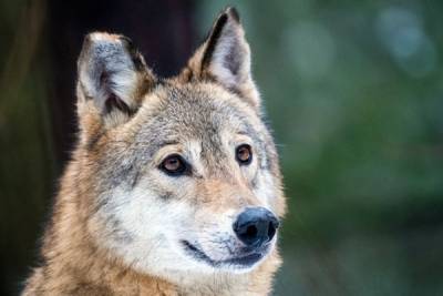 В Тамбовской области заявили об отсутствии официального бренда «Тамбовский волк» в регионе