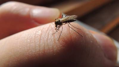 Роспотребнадзор: COVID-19 живет в организме комаров не более суток
