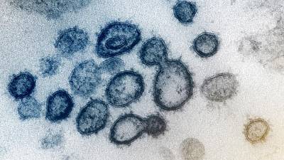 Эпидемиолог заявил о мутации не более 1% генома коронавируса