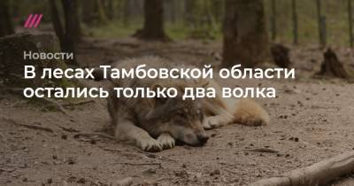 В лесах Тамбовской области остались только два волка