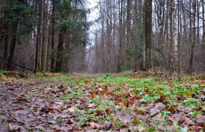 Пропавшего мужчину из Светлогорска нашли убитым в лесу, его насмерть забили домкратом