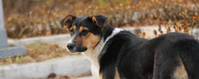 В Астрахани из приюта выпустили 585 бродячих собак с начала года
