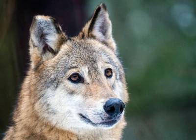 В Тамбовской области опровергли информацию об уменьшении популяции волков