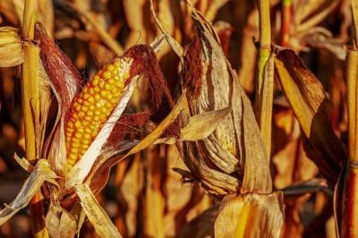 Урожайность кукурузы в Астарте ниже, чем ожидалось