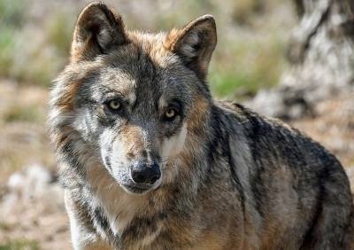 В Тамбовской области осталось два волка