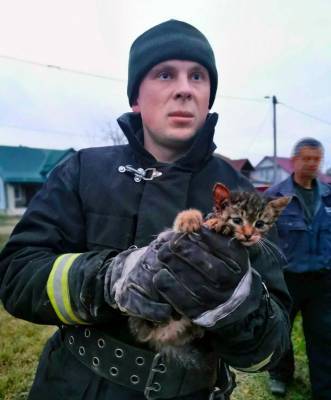 Сморгонские спасатели спасли застрявшего в машине котенка