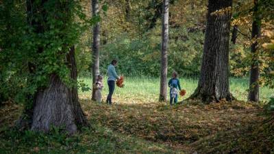 Лесные инспекторы Ленобласти выявили более 900 нарушений