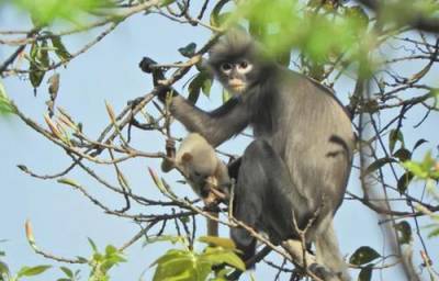 В Азии нашли новый вид обезьян. Они уже вымирают - argumenti.ru - Бирма
