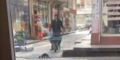 В Турции кот заблокировал дорожное движение. Он пил водичку — видео