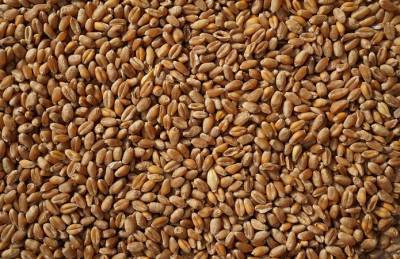 Экспорт пшеницы из Украины превысил 11 млн т