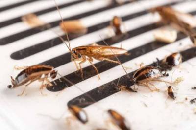 6 способов не допустить попадания тараканов и других насекомых в ваш дом