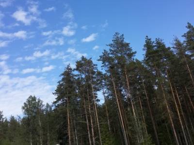 Активист: Завод в Ленобласти продолжает бетонировать лес