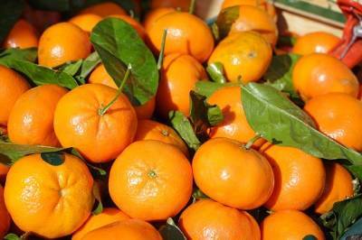 В Аджарии ожидается 40 тысяч тонн урожая цитрусовых
