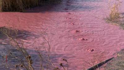 Розовое озеро с отходами: люди на Николаевщине страдают от ужасной вони