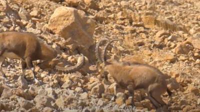 Видео: бой горных козлов за скалу на Мертвом море
