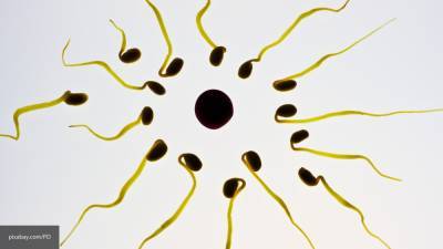 Назван продукт, который улучшит качество сперматозоидов - polit.info - Юта